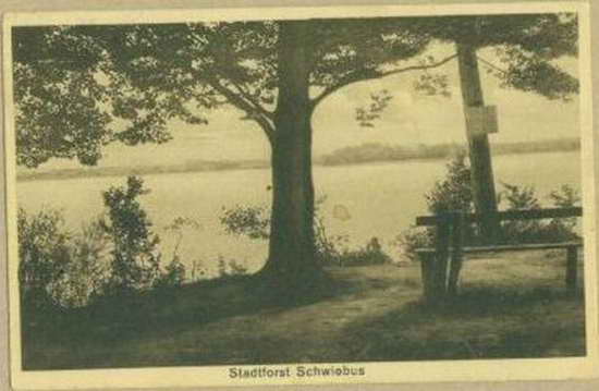 0686bg Stadtforst Schwiebus 1935